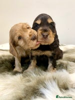 Cocker Spaniel dogs - Advert 16