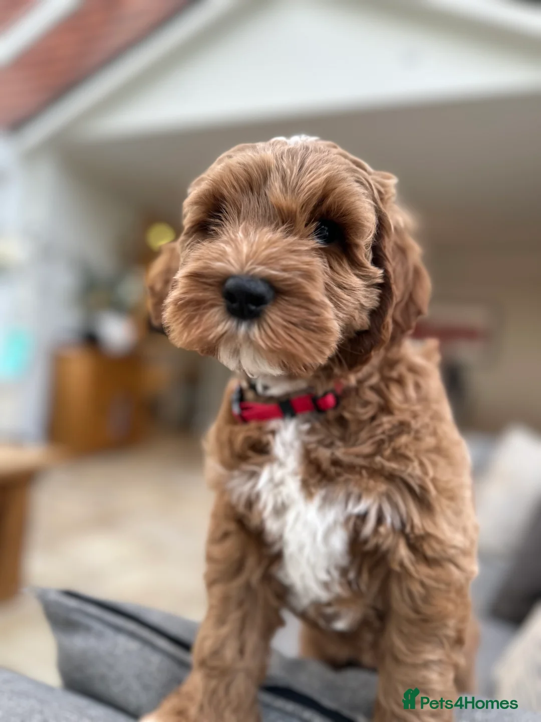 Goldendoodle dogs for sale: WAITING LIST- Australian Labradoodle RED&White TUX - Advert 32