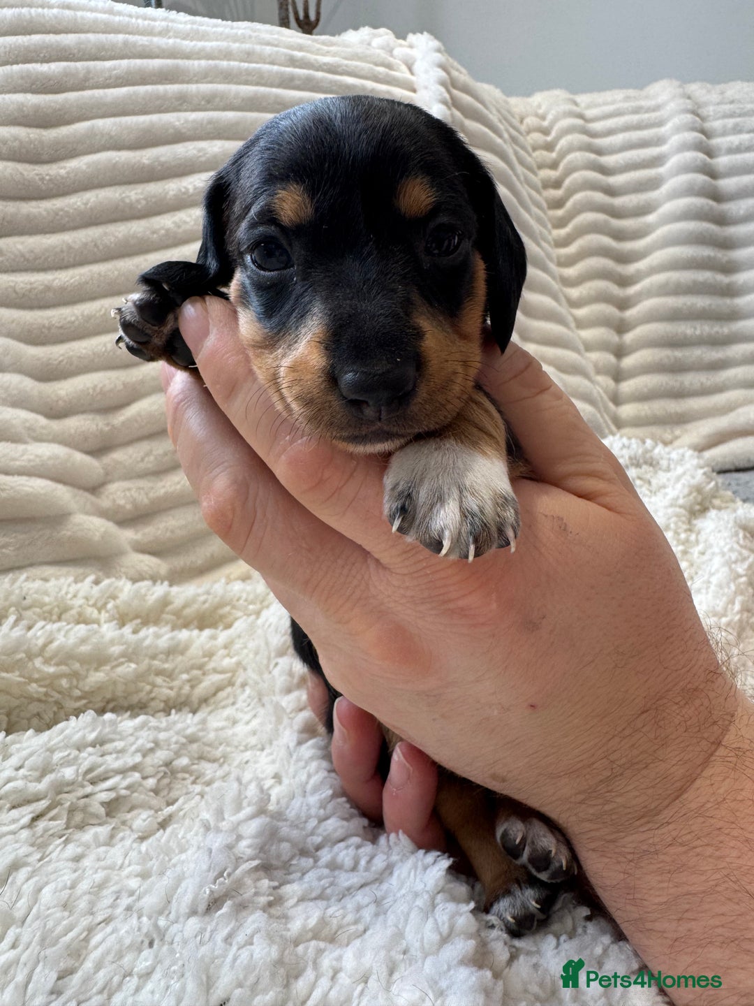 Dachshund dogs for sale: 6 Stunnig Standard Dachshund Puppies - Advert 4