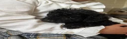 Mixed Breed dogs for sale: Beautiful black beddipoos  in Bishop Auckland - Advert 1