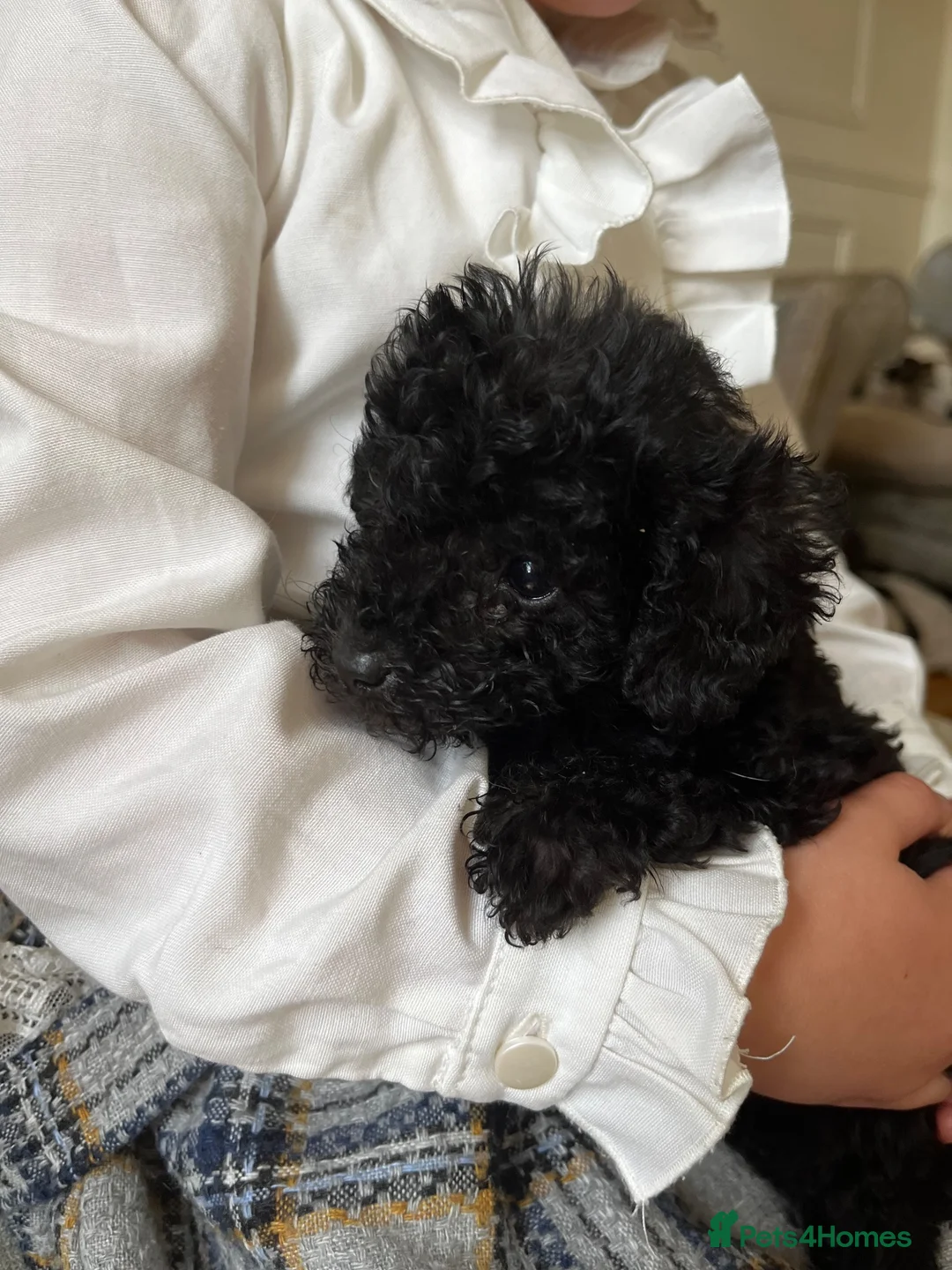 Mixed Breed dogs for sale: Beautiful black beddipoos  in Bishop Auckland - Advert 1