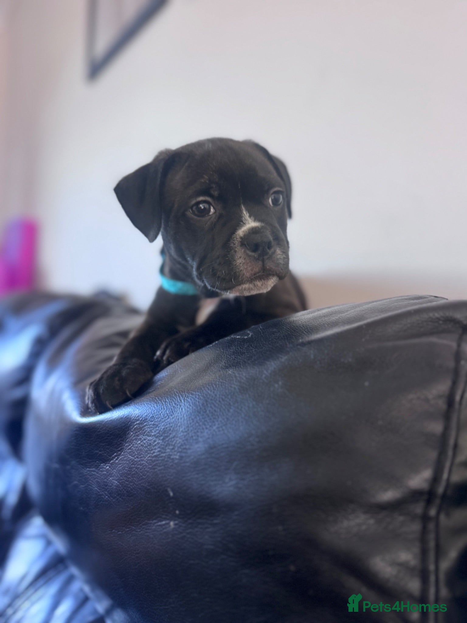 Staffordshire Bull Terrier dogs KC Staffordshire Bull Terrier - Advert 6