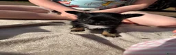 Chihuahua dogs for sale: 3 beautiful KC babies  - Advert 13