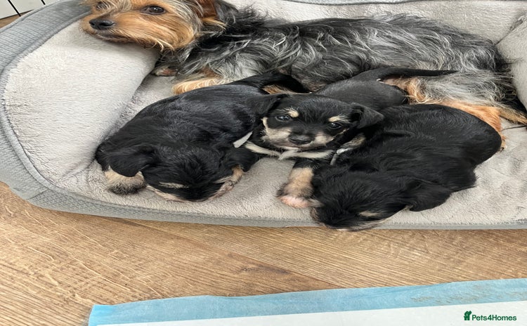 Mixed Breed dogs - Advert 2
