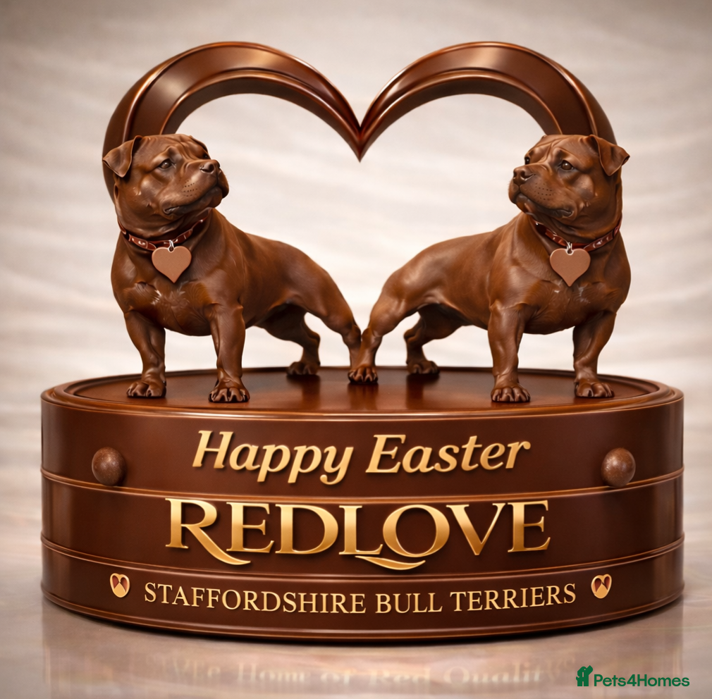 Staffordshire Bull Terrier dogs 🥨CHIEF CHAMPION SIRED. 🥨🏆  - Advert 4