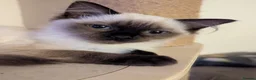 Ragdoll cats for sale: Beautiful ragdoll babies 💖💖💖 - Advert 3