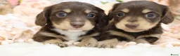 Miniature Dachshund dogs for sale: KC Longhair Miniature Dachshund Puppies - Advert 34