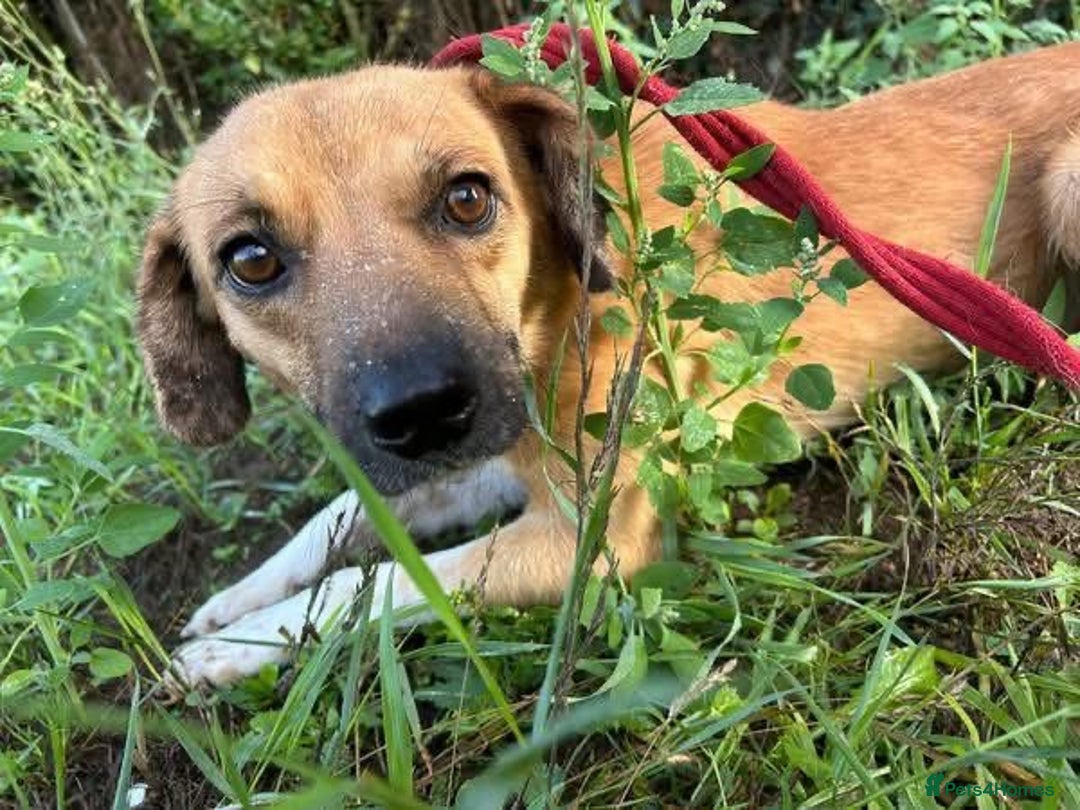 Mixed Breed dogs for adoption: Pony - Norwich Norfolk  - Image 1