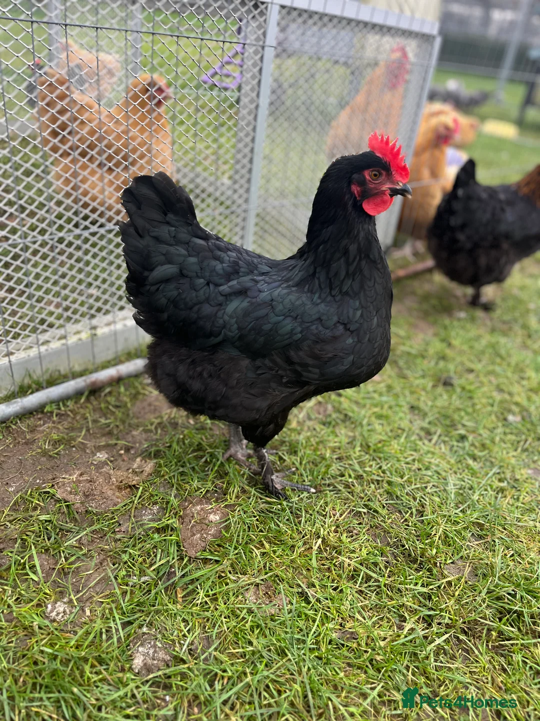 Mixed Breed livestock for sale: Chickens - Advert 3