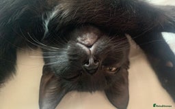 Bombay cats for sale: Kittens - Advert 15