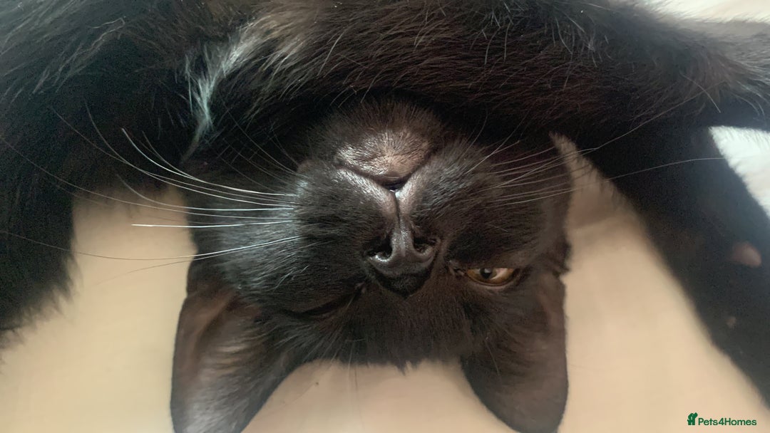 Bombay cats for sale: Kittens - Advert 15