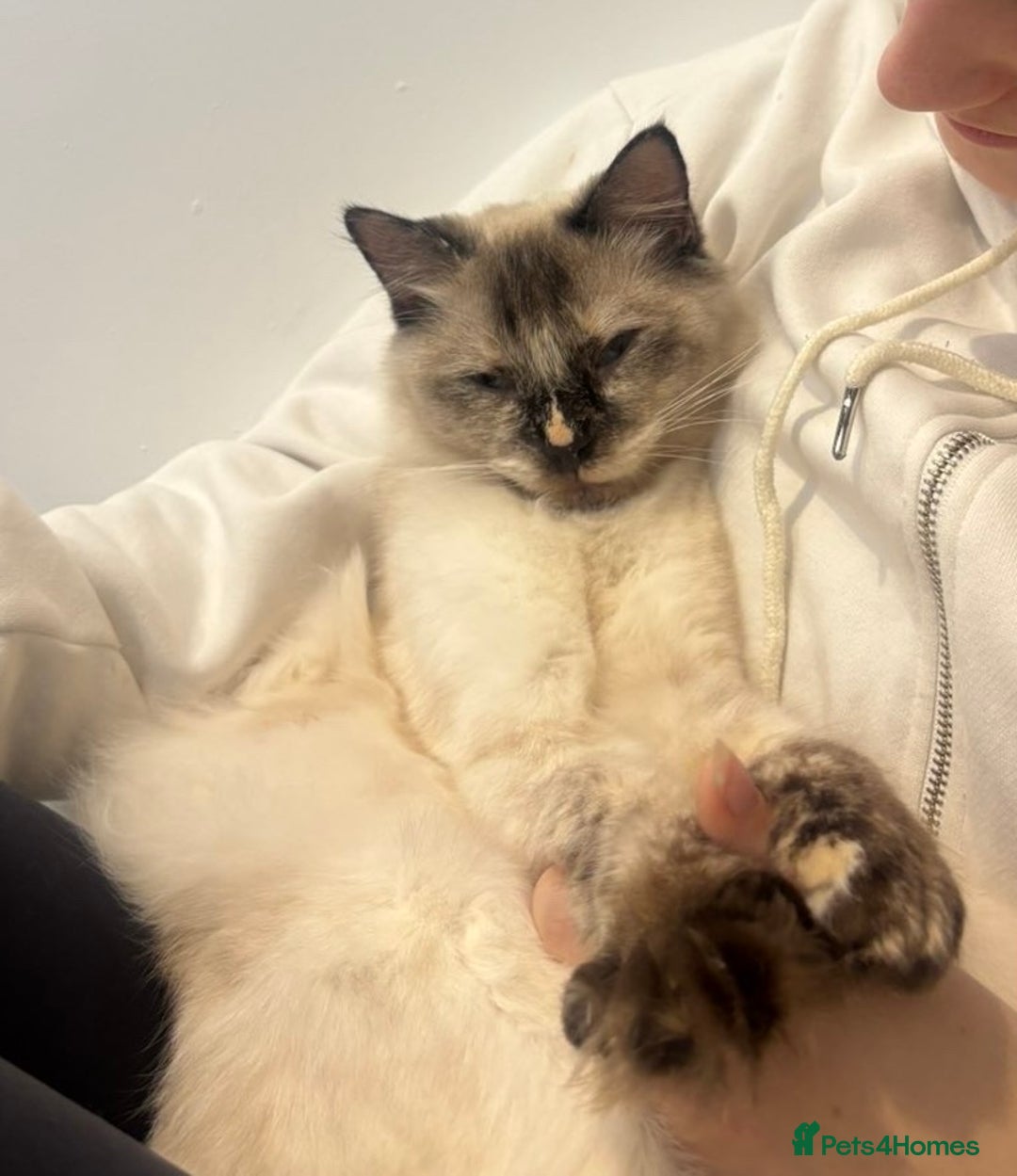 Ragdoll cats for sale: 2 Year old Ragdoll  - Image 4
