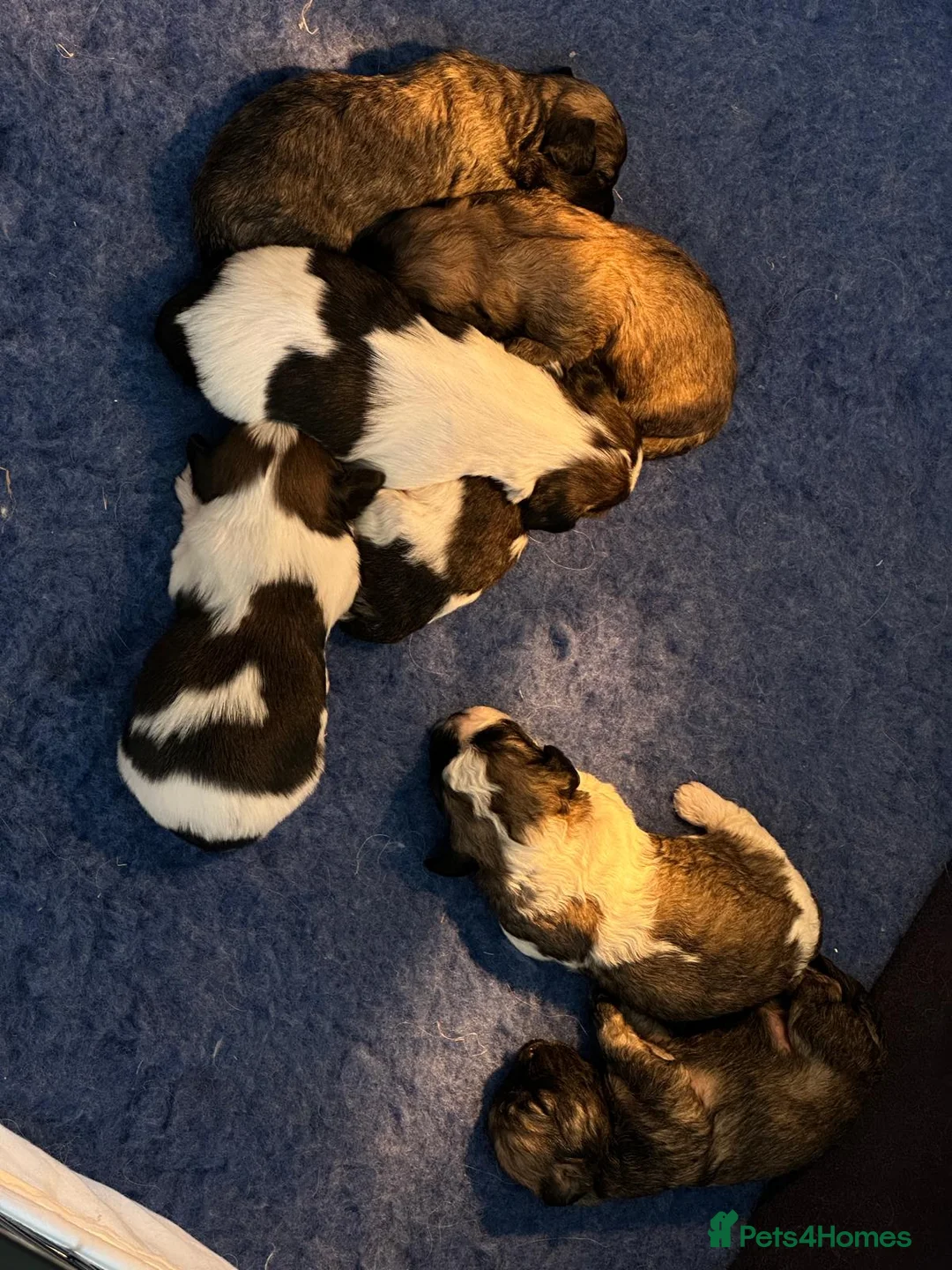 Shih Tzu dogs for stud: Kc Registered Shih Tzu for stud in Bournemouth - Advert 21