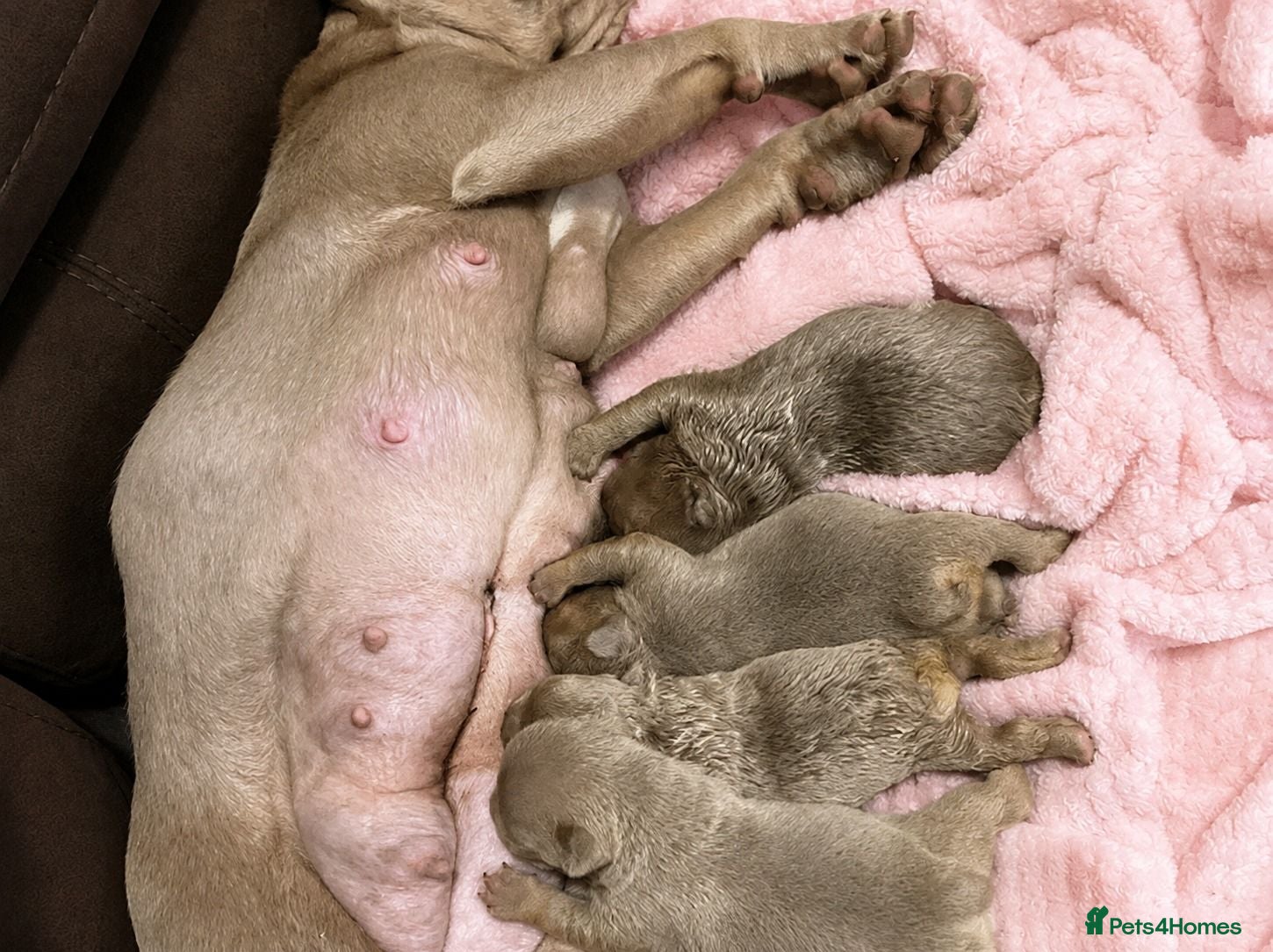 French Bulldog dogs Adorable French Bulldog puppies  - Advert 1