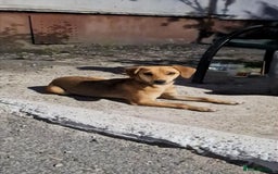 Mixed Breed dogs for sale: Adopt Adorable Rescue puppies Miki & Alice!  - Image 4