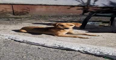 Mixed Breed dogs - Advert 14