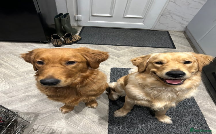 Golden Retriever dogs - Advert 1