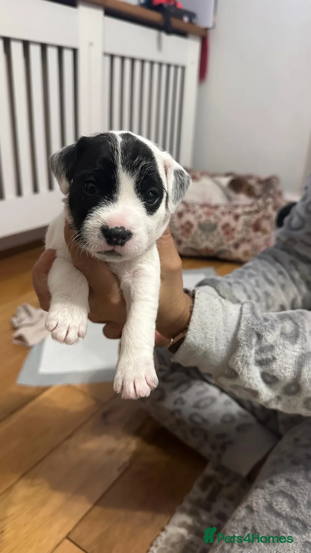 Parson Russell dogs for sale: Boy parsons terrier  - Advert 13