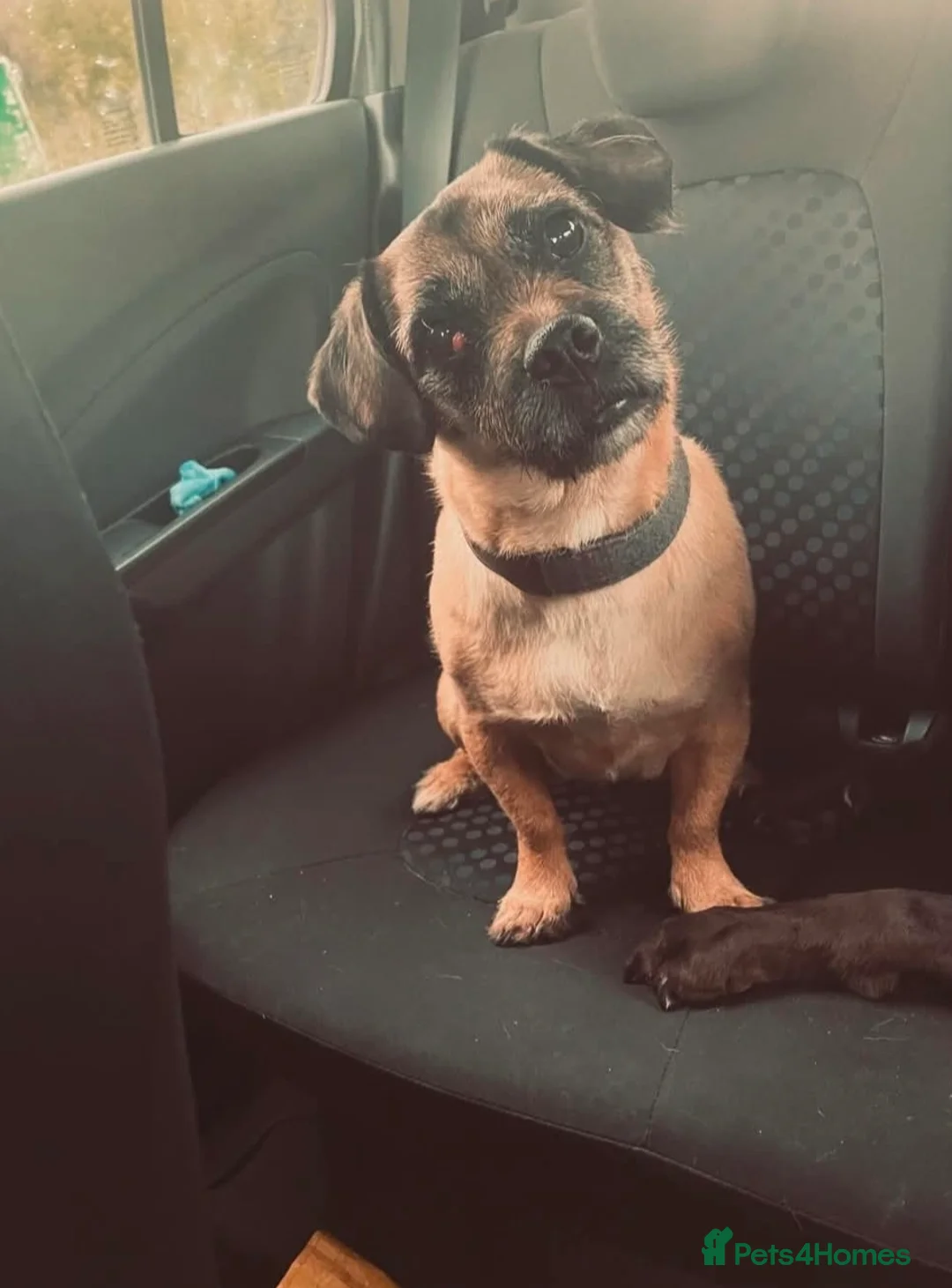 Jug dogs for sale: Jug looking to be someone's companion  - Advert 1