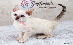 Bengal cats for sale: 1 Boy left, Bengal Snow kittens from RW TGC Sire - Image 9