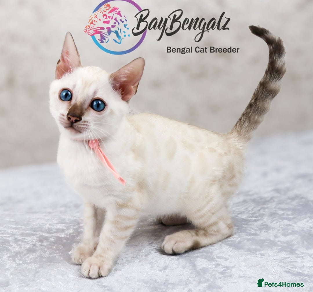 Bengal cats for sale: 1 Boy left, Bengal Snow kittens from RW TGC Sire - Image 9
