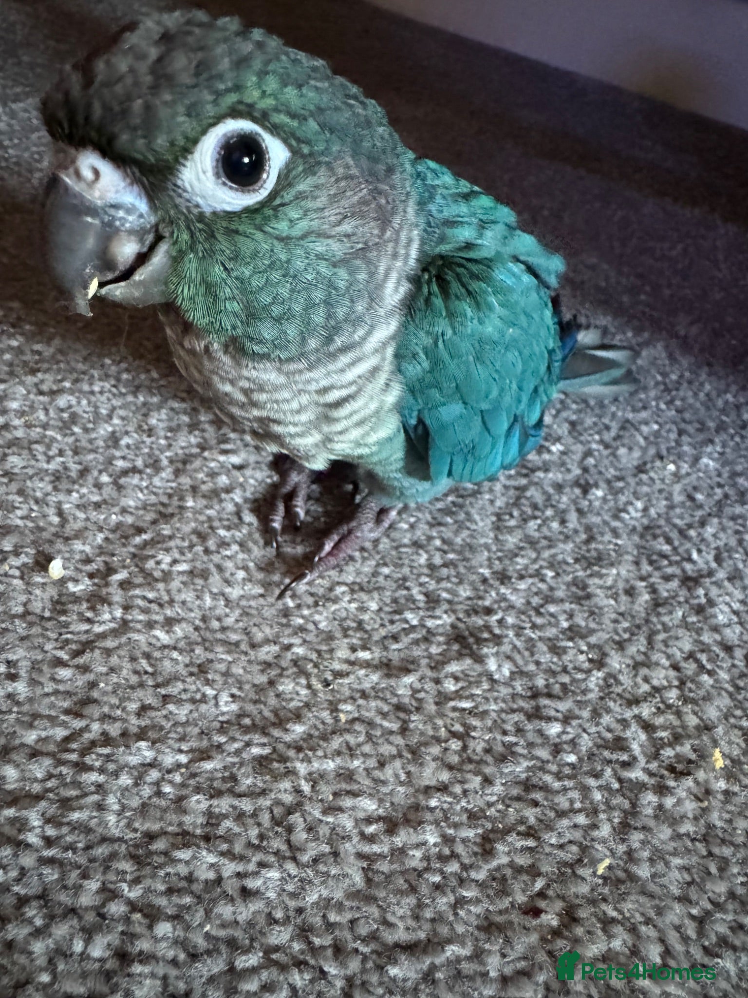 Conures birds Conures - Advert 3