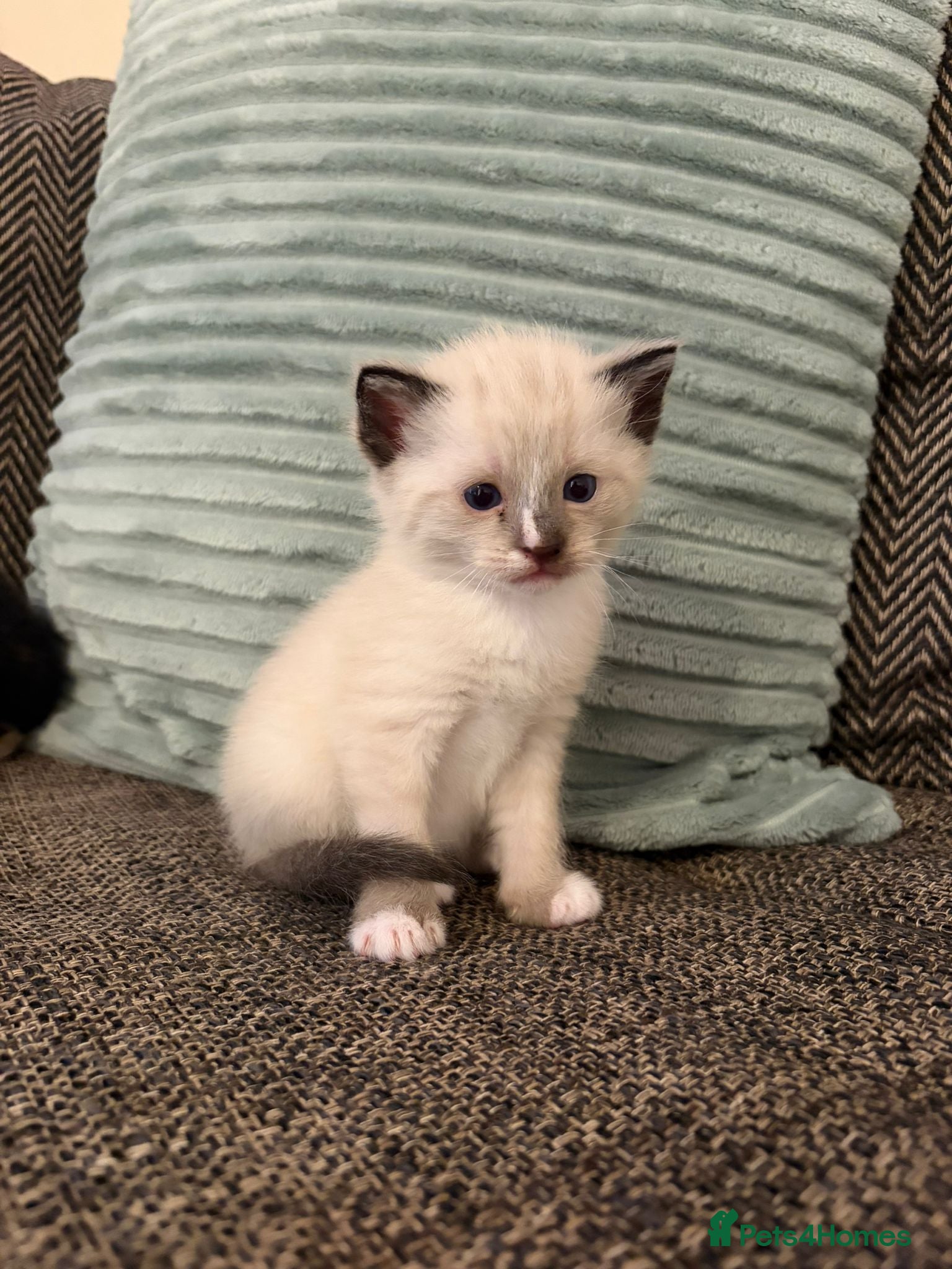 Mixed Breed cats Beautiful pointed and calico kittens - Advert 10