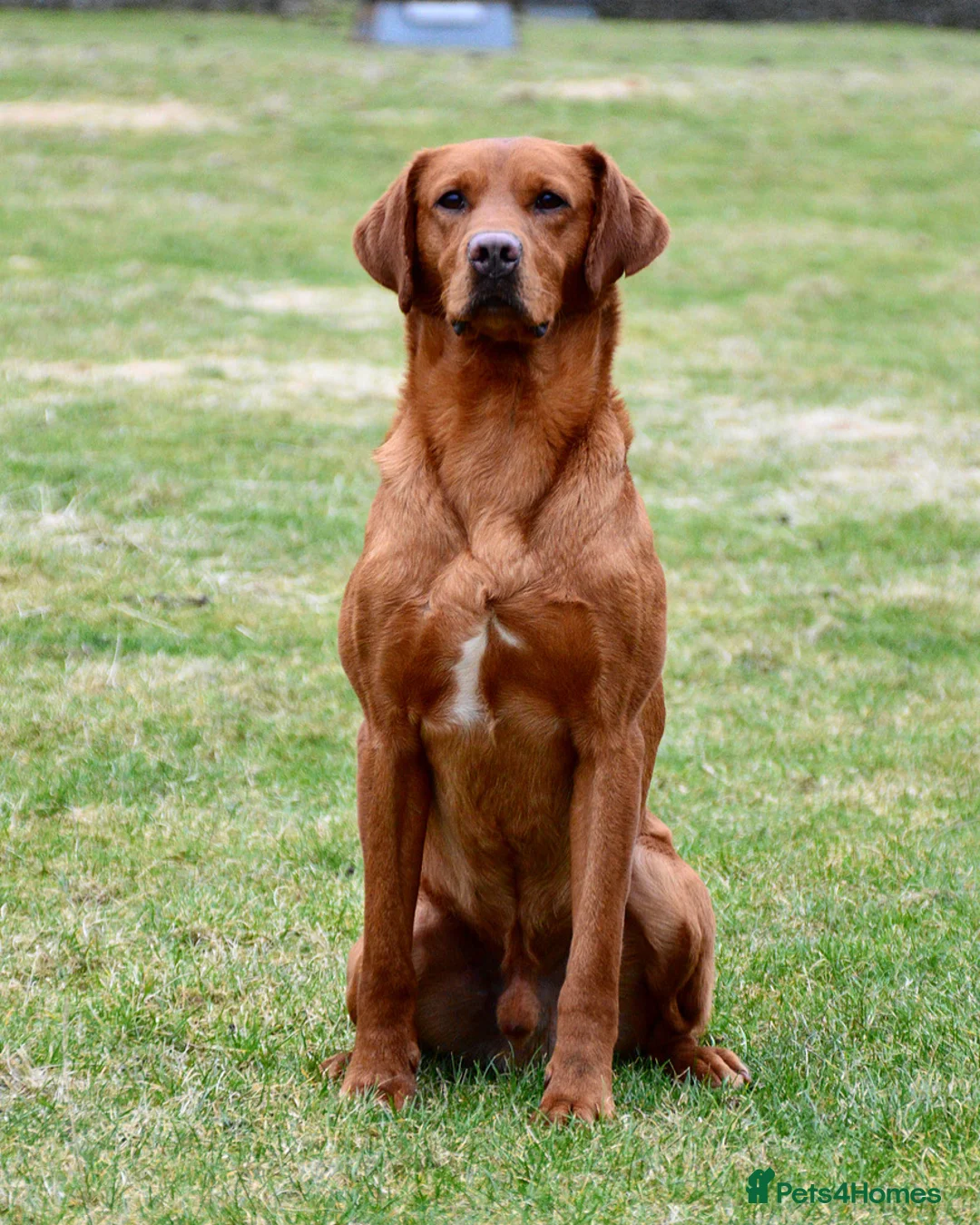 Labrador Retriever dogs for stud: 🔸DARK RED WORKING STUD KC & FULLY HEALTH TESTED🔸 in Hawes - Advert 3