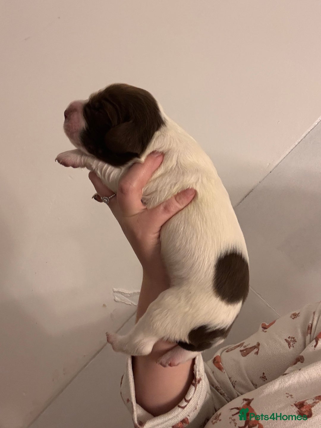 English Springer Spaniel dogs for sale: English springer spaniels  - Image 5