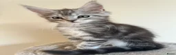 Maine Coon cats for sale: Maine coon kittens looking for new homes - Advert 11