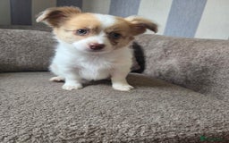 Pomchi dogs for sale: Last remaining Pomchi boy. - Advert 5