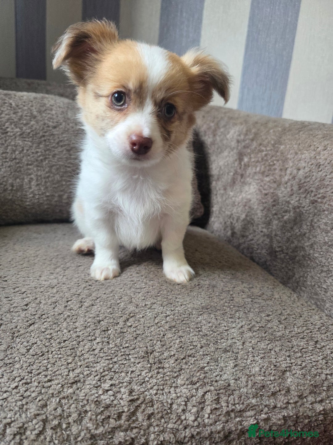Pomchi dogs for sale: Last remaining Pomchi boy. - Advert 5