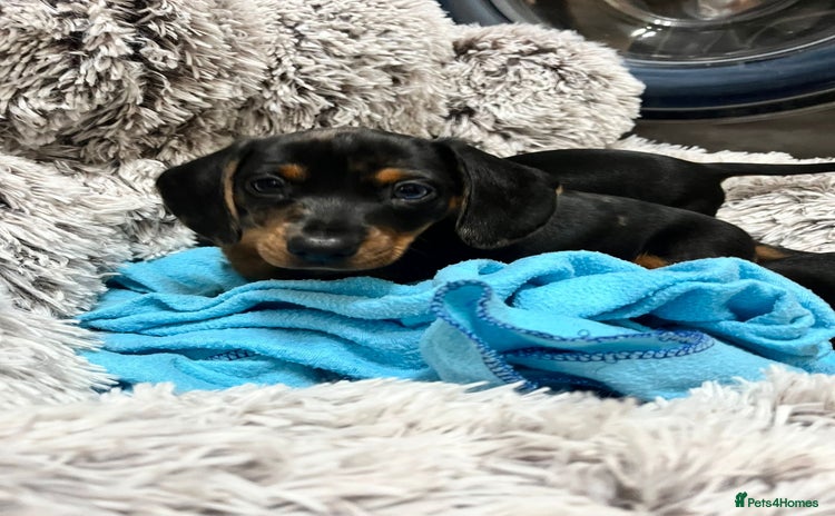 Dachshund dogs Mini dachshund puppies - Advert 4
