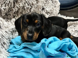 Dachshund dogs Mini dachshund puppies - Advert 13