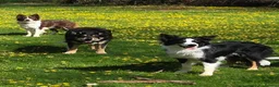 Border Collie dogs for sale: Stunning and Sweet Border Collie Girl - Advert 5