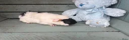 Guinea Pig rodents for sale: Please help rehome these boys - Advert 11