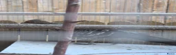 Pheasants poultry for sale: Male and female golden phesants  - Advert 3