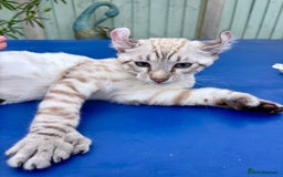 Keetso cats for sale: The best Keetso boy ever  - Image 19