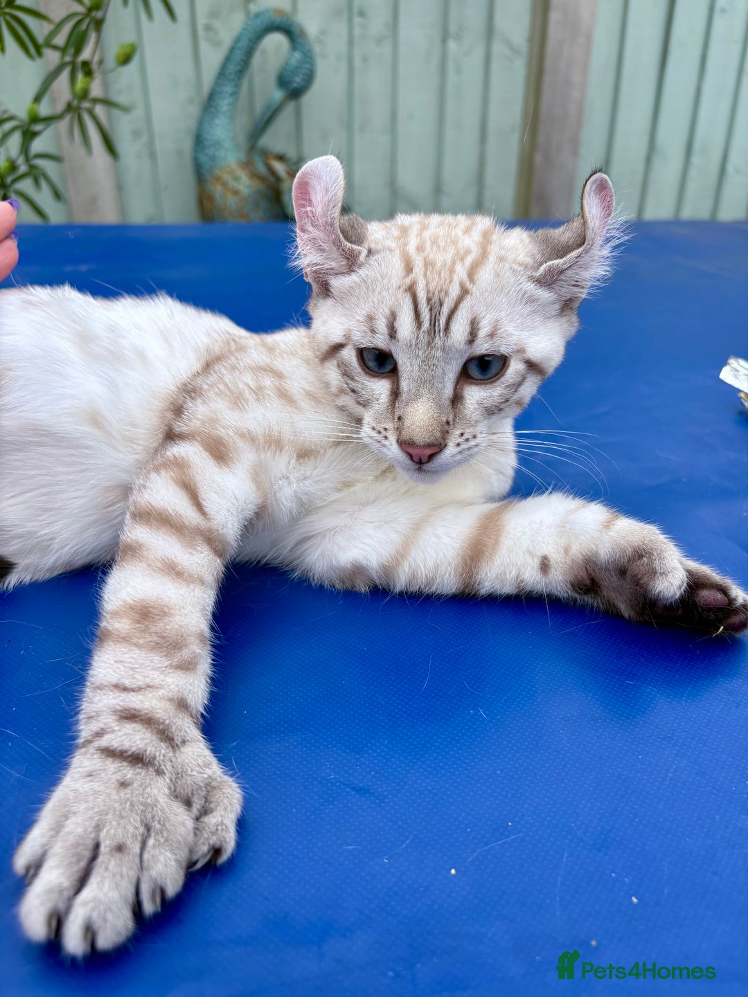 Keetso cats for sale: The best Keetso boy ever  - Image 19