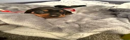 Miniature Dachshund dogs for sale: 6x miniature dachshund puppies - Advert 27