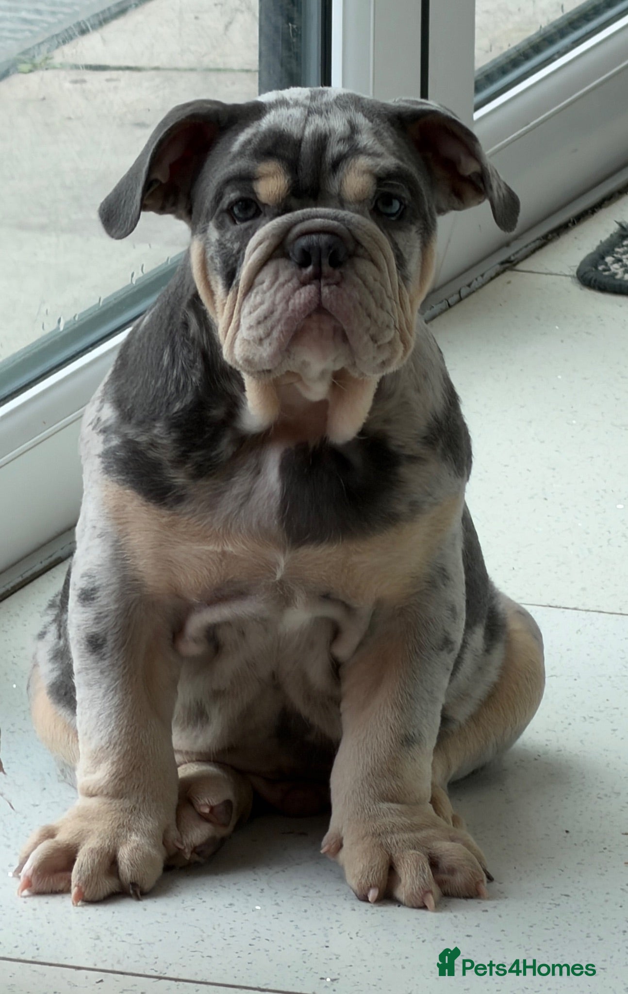 English Bulldog dogs KC registered Quality pups READY NOW  - Advert 1