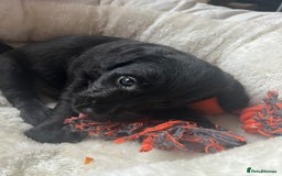 Mixed Breed dogs for sale: Gorgeous Plummer Terrier X Toy Poodle - Image 15