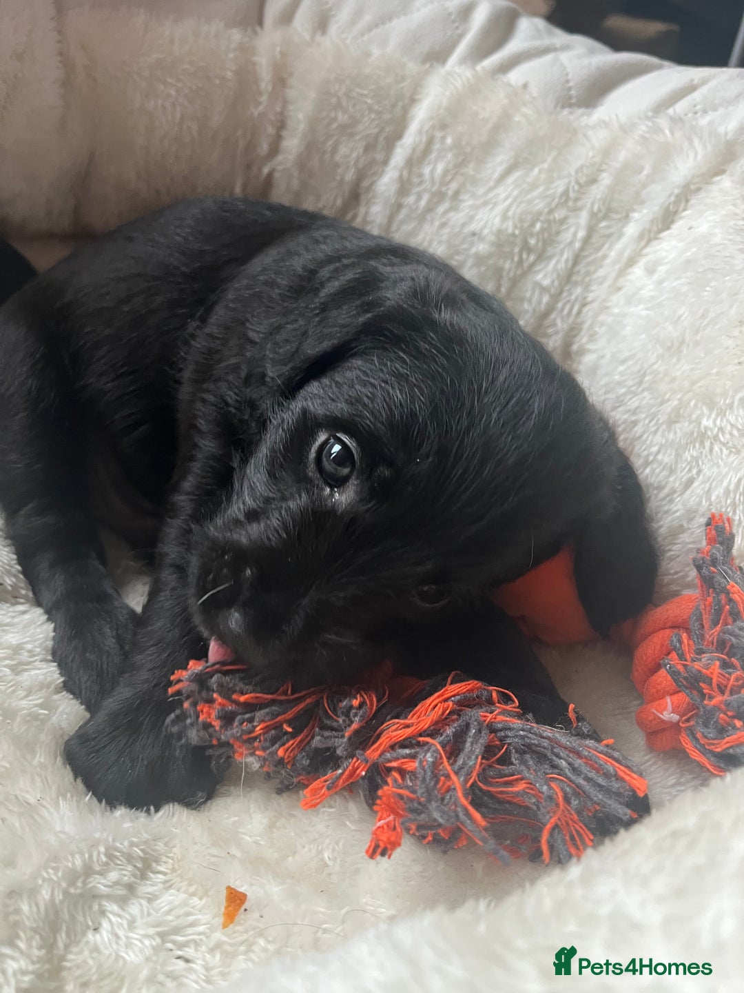 Mixed Breed dogs for sale: Gorgeous Plummer Terrier X Toy Poodle - Image 15