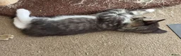 Mixed Breed cats for sale: Every Colour Imaginable! Bo's blue-eyed Beauties - Advert 2