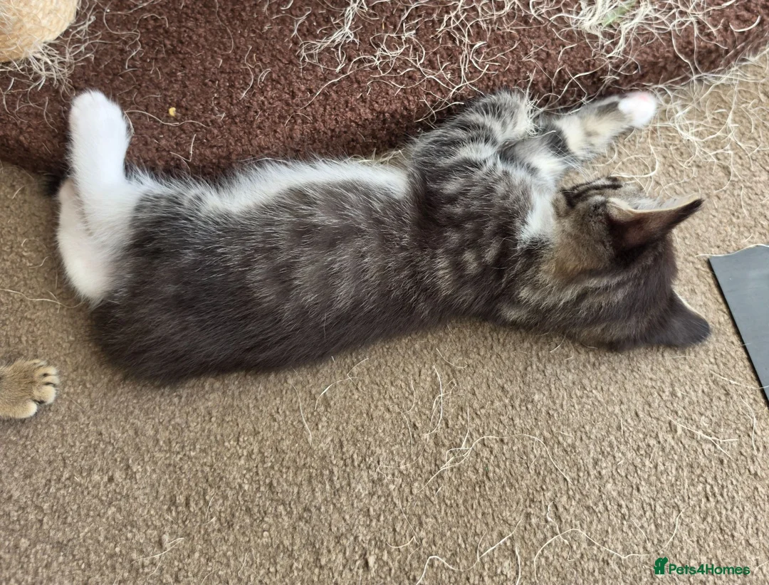 Mixed Breed cats for sale: Every Colour Imaginable! Bo's blue-eyed Beauties - Advert 2