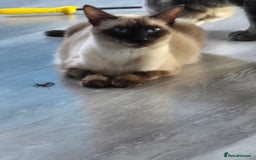 Siamese cats for sale: Siamese cat - Advert 2