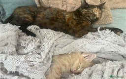 Mixed Breed cats for sale: 2 male kittens for sale - Image 9