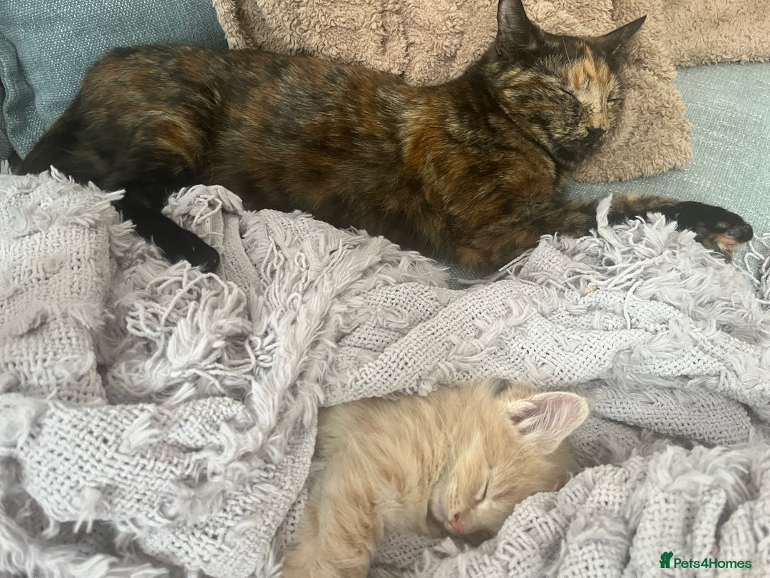 Mixed Breed cats for sale: 2 male kittens for sale - Image 9