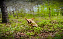 Labradoodle dogs for sale: 2 year old Labrador  - Image 9
