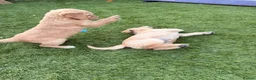 Golden Retriever dogs for sale: KC registered Golden Retriever  - Advert 4
